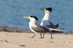 Breeding Pair 1
