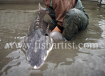 Head on Sturgeon.