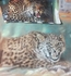 Hissing Cheetah