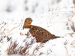 Red Grouse (F) - Lagopus lagopus
