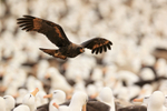 Striated Caracara passes low over Black-browed Albatrosses, Falklands