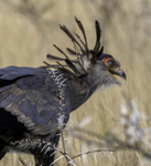 Secretary Bird