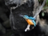 Kingfisher Calling