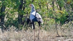 The Secretary Bird - SA