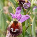 Shield Ophrys (Ophrys argolica ssp. biscutella also Ophrys biscutella or O. crabronifera ssp biscutella
