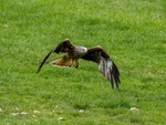 Red Kite