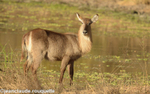 Female waterbuck
