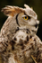 Canadian Great Horned Owl