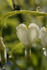 5 Dicentra 2