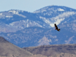 Northern Harrier flying, mountain background, Bosque del Apache