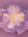 Hollyhock