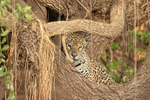 Jaguar looking out from tree, Corixo Negro, Mato Grosso, Brazil