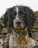 Frear-Spaniel
