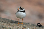 Ringed Plover