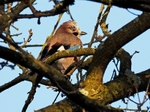 Jay
