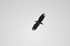 White-tailed Eagle
