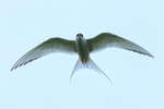 Arctic Tern flying low overhead, Farne Islands