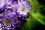 Flowers 02 portfolio