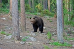 Brown Bear