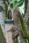 24th June Acrobatic Squirrel