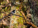 Pied Flycatcher