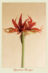 Hippeastrum 'Merengue' 2