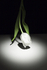 Tulip & the shadow