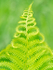FERN - BRUCE COUNTY