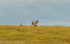 A caribou.