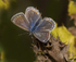Common Blue