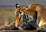 Royal bengal tiger - drinking