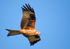 Red Kite