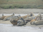Seal Group