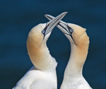 Gannet - Morus bassanus