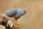 Cuckoo (male) with two caterpillars, Scotland