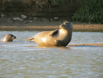 Seal in the Sunshine