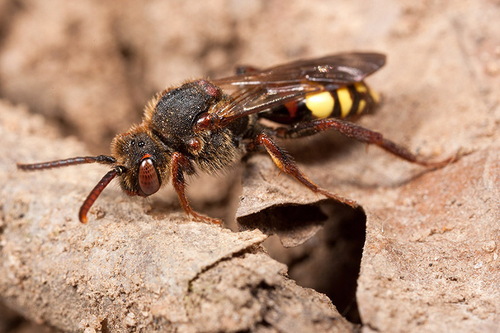 [i]Nomada leucophthalma[/i] at an [i]Andrena clarkella[/i] colony. Warwickshire, 2012.