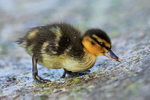 Mallard duckling feeding on the causeway at Farmoor