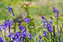 Meadow Pipit amongst the bluebells on Skomer