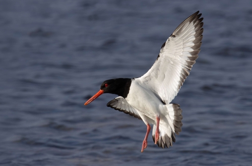 Oystercatcher - Haematopus Ostralegus