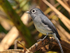 White-eyed Slaty Flycatcher perched on a branch