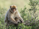 Barbary Macaque sitting, Rock of Gibraltar