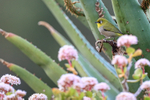 Cape White-eye portfolio