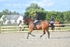 BPP_1363