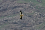 Egyptian Vulture