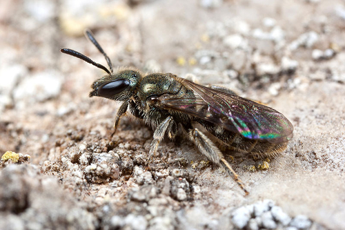 Solitary Bees