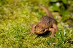 Newt