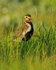 Golden Plover (breeding plumage) calling, Iceland