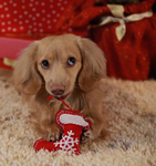 Teddy's Christmas Stocking