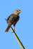 White-crowned Sparrow, Bosque del Apache, New Mexico